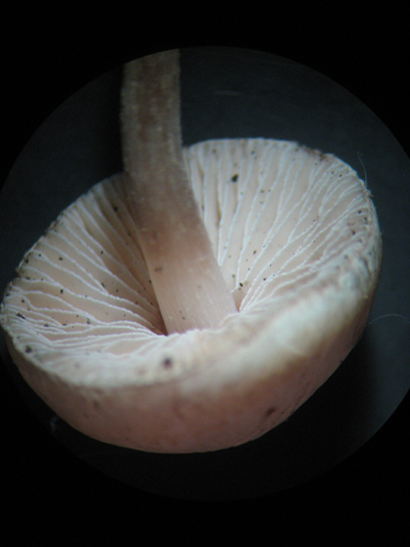 Pluteus? Aiutatemi a venirne fuori.